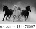 Horses running on the snowy field 134476097