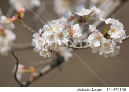 Cherry blossoms in full bloom, heralding the arrival of spring. Cherry blossoms close-up. 134476106