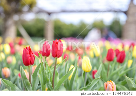 紅鬱金香、冰鬱金香、花、冬、十二月、素材、[神奈川縣] 134476142