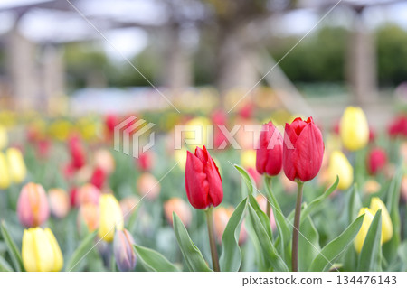Red tulips, ice tulips, flowers, winter, December, material, [Kanagawa Prefecture] 134476143