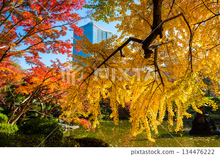 秋日東京日比谷公園，藍天白雲，摩天大樓在五彩繽紛的樹葉間若隱若現。 134476222