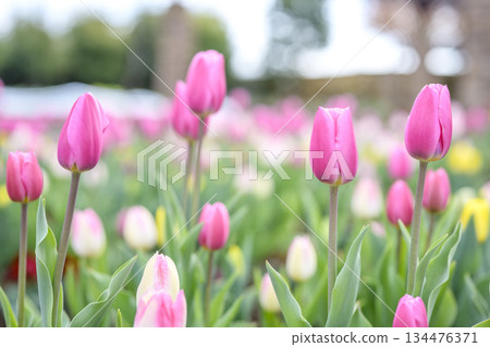 Ice tulips, tulip fields, pink, flowers, winter, December [Kanagawa Prefecture] 134476371