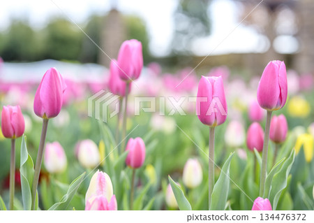 Ice tulips, tulip fields, pink, flowers, winter, December [Kanagawa Prefecture] 134476372
