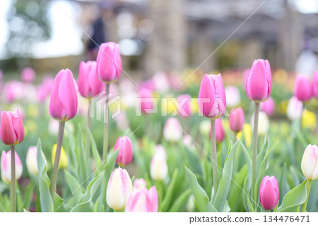 Ice tulips, tulip fields, pink, flowers, winter, December [Kanagawa Prefecture] 134476471