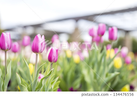 Ice tulips, tulip fields, pink, flowers, winter, December [Kanagawa Prefecture] 134476556
