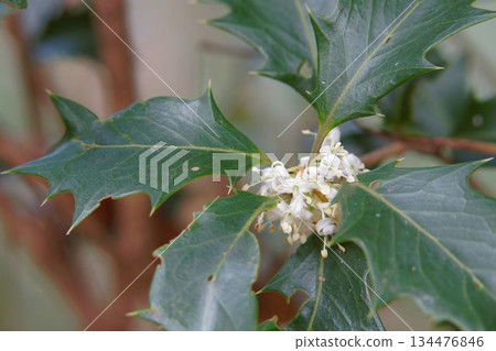 冬青花 134476846
