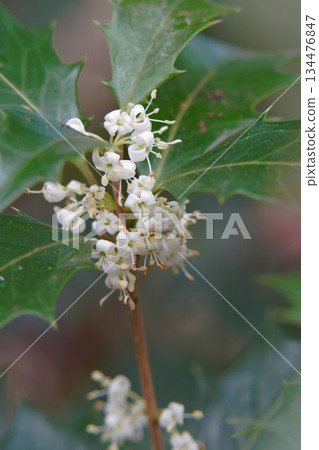 Holly flowers Holly flowers 134476847