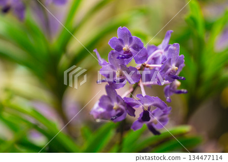 Beautiful Close-Up of Delicate Purple Orchid Flowers with Lush Green Leaves in Nature's Vibrant Colors Capturing Serenity and Elegance 134477114