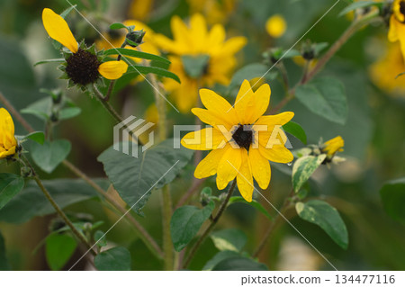 Close-Up View of Bright Yellow Flower on a Green Stem Surrounded by Leaves in Nature's Lush Garden Setting Close-Up View of Bright Yellow Flower on a Green Stem Surrounded by Leaves in Nature's Lush Garden Setting 134477116
