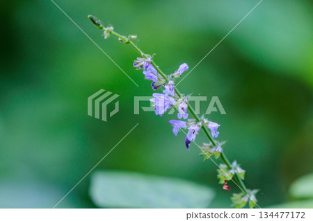 Although it has the name of autumn, it is a small and lovely flower that can be seen from early summer. Although it has the name of autumn, it is a small and lovely flower that can be seen from early summer. 134477172