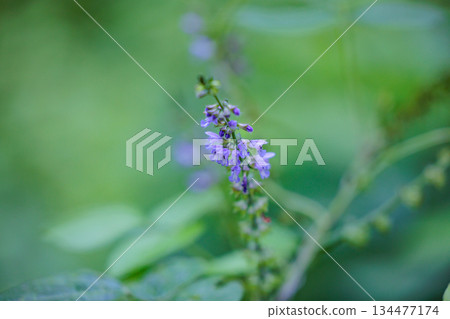 Although it has the name of autumn, it is a small and lovely flower that can be seen from early summer. Although it has the name of autumn, it is a small and lovely flower that can be seen from early summer. 134477174