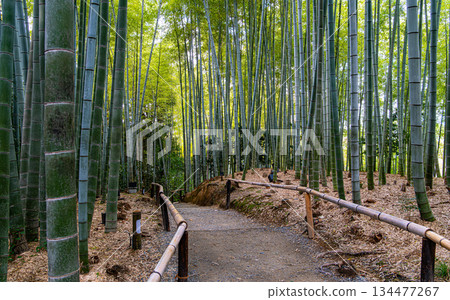 Bamboo grove at Kodaiji Temple, Kyoto Bamboo grove at Kodaiji Temple, Kyoto 134477267