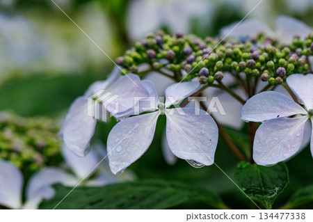 雨季繡球花盛開的多葉花 134477338
