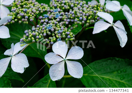 Many-leaf flowers blooming in the rainy season Hydrangea Many-leaf flowers blooming in the rainy season Hydrangea 134477341