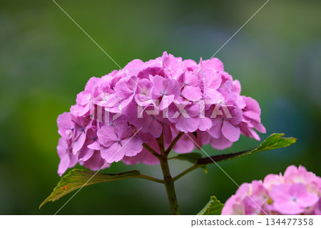 Many-leaf flowers blooming in the rainy season Hydrangea 134477358