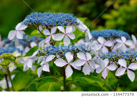 雨季繡球花盛開的多葉花 134477379