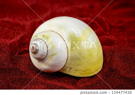Polished White Moon Snail Shell on Vibrant Red Sand Backdrop 134477430