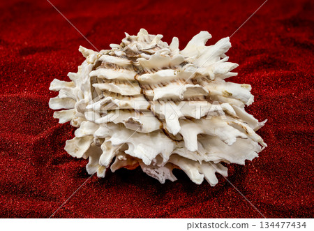 Spiny White Murex Shell on Vibrant Red Decorative Sand Background Spiny White Murex Shell on Vibrant Red Decorative Sand Background 134477434
