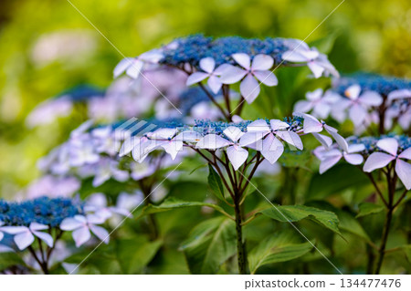 雨季繡球花盛開的多葉花 134477476