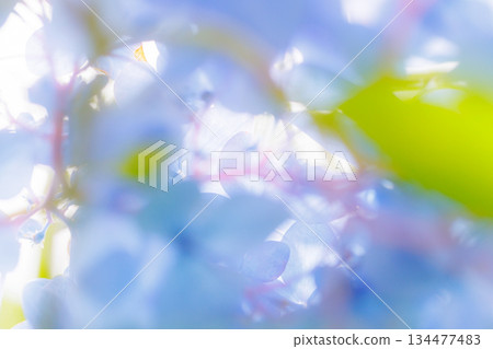 雨季繡球花盛開的多葉花 雨季繡球花盛開的多葉花 134477483