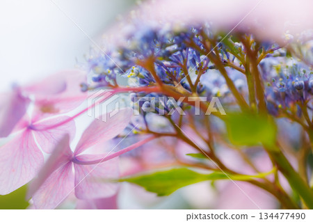 Many-leaf flowers blooming in the rainy season Hydrangea Many-leaf flowers blooming in the rainy season Hydrangea 134477490