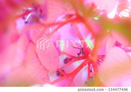 雨季繡球花盛開的多葉花 134477496