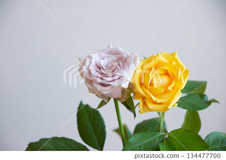 黃色和紫色的玫瑰 134477700