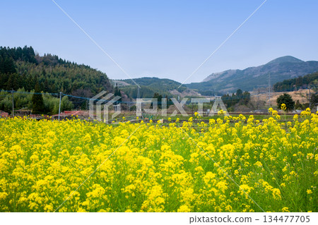 里山油菜花和鐵軌 134477705