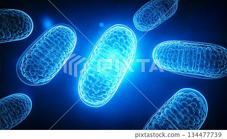 粒線體能量產生圖 ATP合成的清晰科學插圖 粒線體 134477739