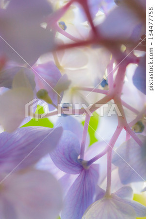 Many-leaf flowers blooming in the rainy season Hydrangea 134477758
