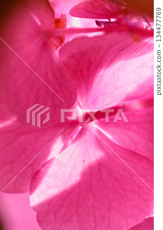 Many-leaf flowers blooming in the rainy season Hydrangea Many-leaf flowers blooming in the rainy season Hydrangea 134477769