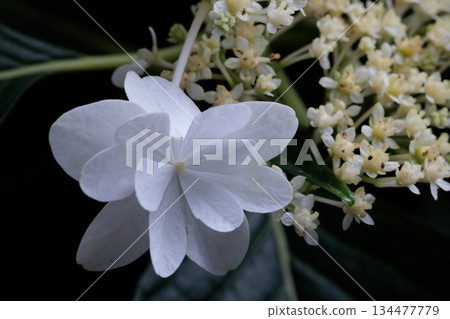 Many-leaf flowers blooming in the rainy season Hydrangea Many-leaf flowers blooming in the rainy season Hydrangea 134477779