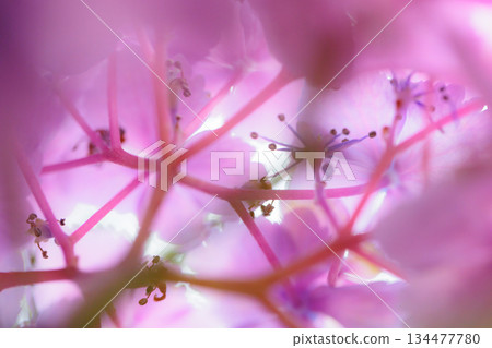 雨季繡球花盛開的多葉花 134477780