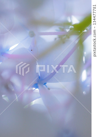 雨季繡球花盛開的多葉花 134477781