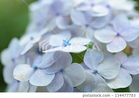 雨季繡球花盛開的多葉花 134477783
