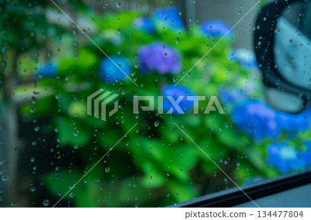 hydrangea, bloom, blossom 134477804