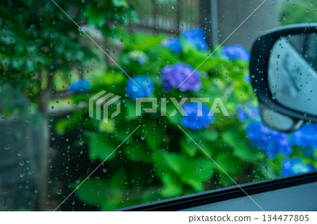 hydrangea, bloom, blossom 134477805