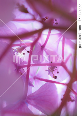 Many-leaf flowers blooming in the rainy season Hydrangea 134477872