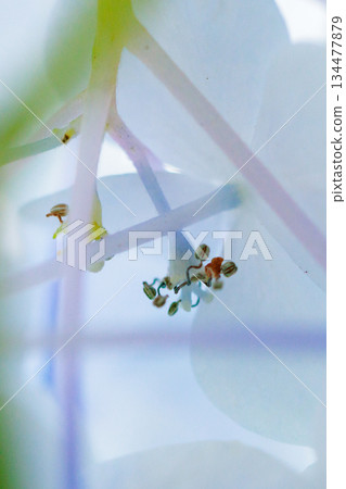 雨季繡球花盛開的多葉花 雨季繡球花盛開的多葉花 134477879