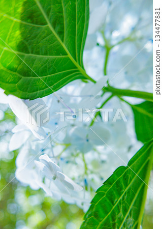 Many-leaf flowers blooming in the rainy season Hydrangea Many-leaf flowers blooming in the rainy season Hydrangea 134477881