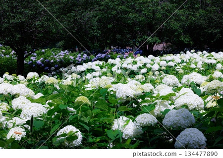 Many-leaf flowers blooming in the rainy season Hydrangea Many-leaf flowers blooming in the rainy season Hydrangea 134477890