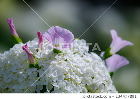 Many-leaf flowers blooming in the rainy season Hydrangea Many-leaf flowers blooming in the rainy season Hydrangea 134477891