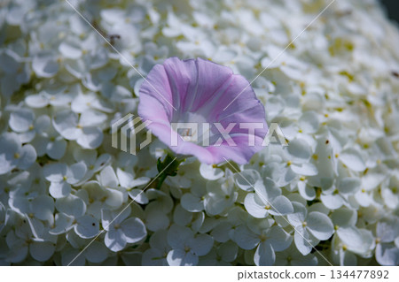 Many-leaf flowers blooming in the rainy season Hydrangea 134477892