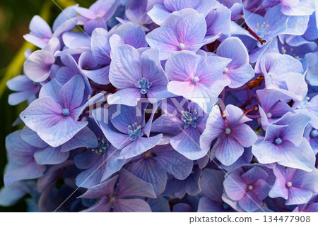 Many-leaf flowers blooming in the rainy season Hydrangea 134477908