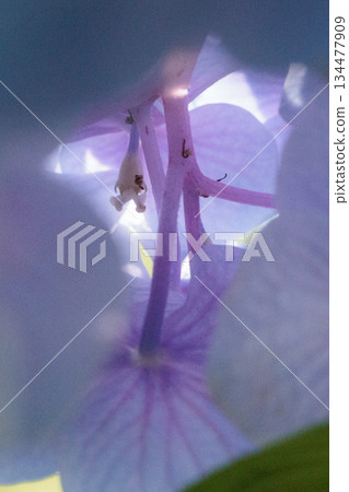 雨季繡球花盛開的多葉花 134477909