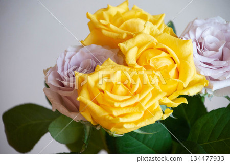 黃色和紫色的玫瑰 134477933