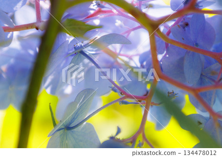 雨季繡球花盛開的多葉花 雨季繡球花盛開的多葉花 134478012