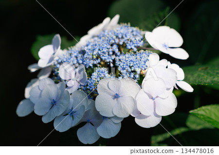 Many-leaf flowers blooming in the rainy season Hydrangea 134478016