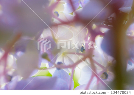 Many-leaf flowers blooming in the rainy season Hydrangea Many-leaf flowers blooming in the rainy season Hydrangea 134478024