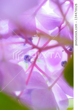 Many-leaf flowers blooming in the rainy season Hydrangea Many-leaf flowers blooming in the rainy season Hydrangea 134478026